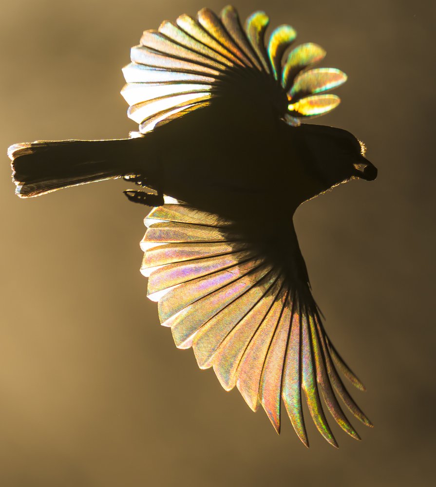 Радужные крылья