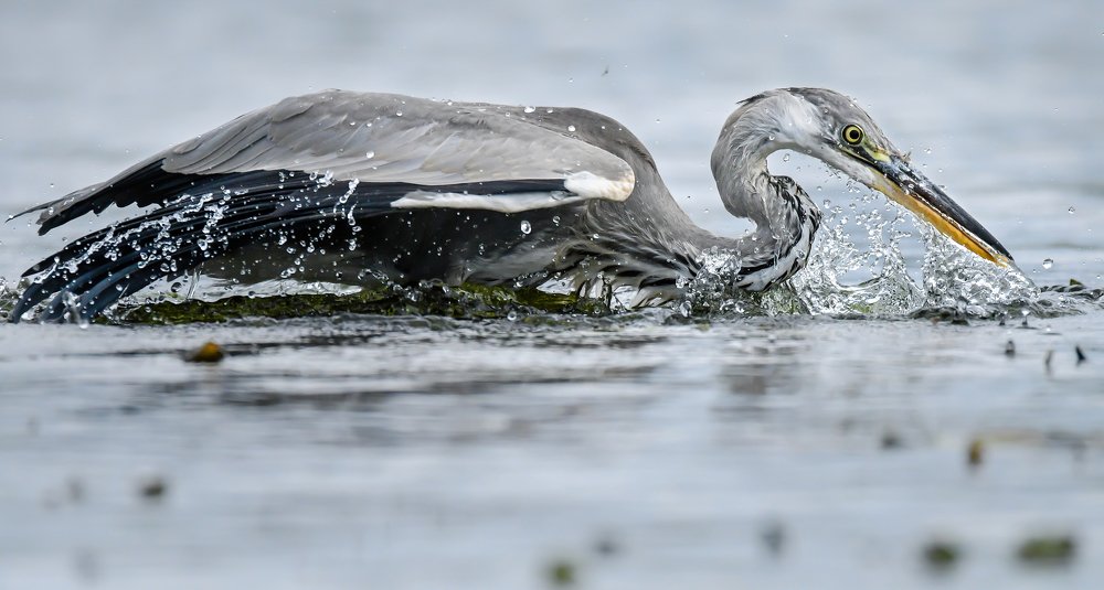 Пустой бросок