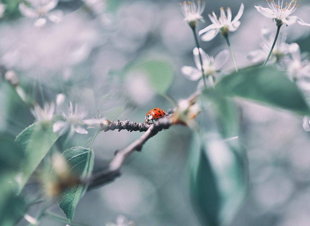 Фотография автора Виктория Воробьева