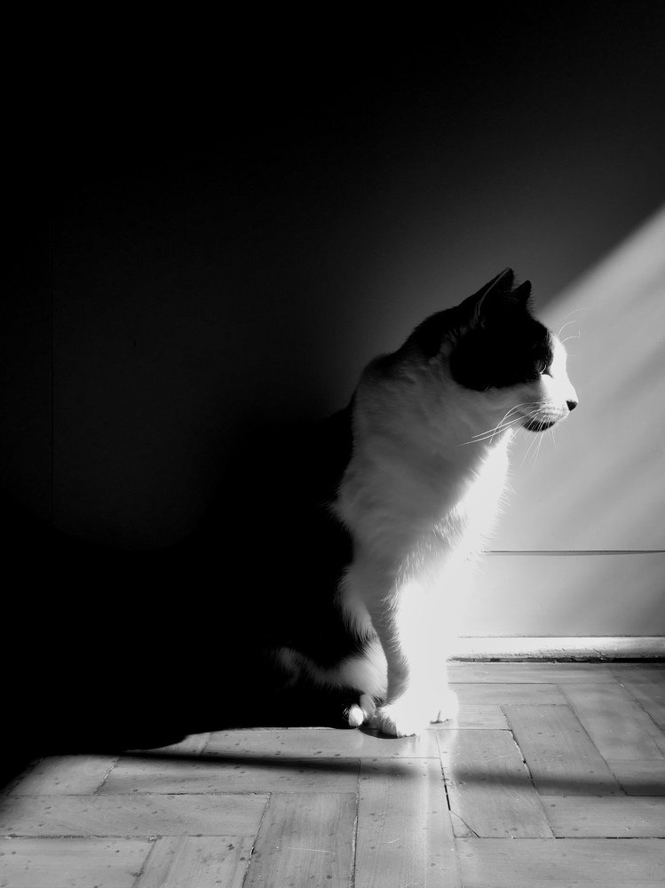 Photo #4966670