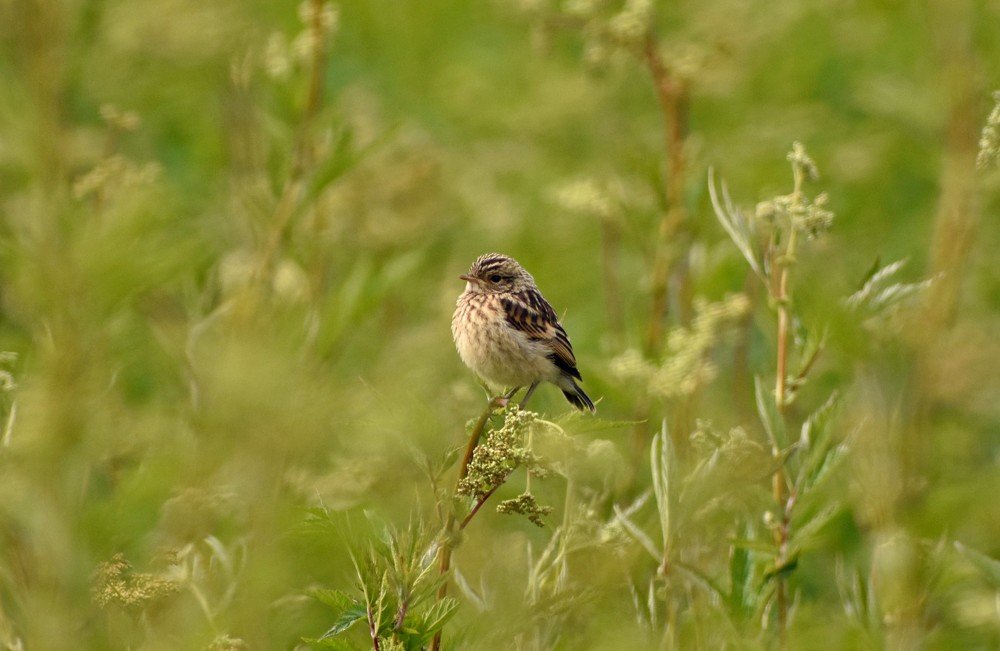 Photograph by Наталья Аржинт
