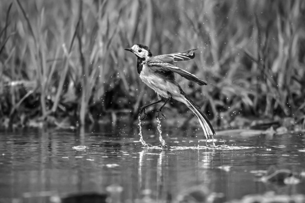 Photograph by Ксения Соварцева