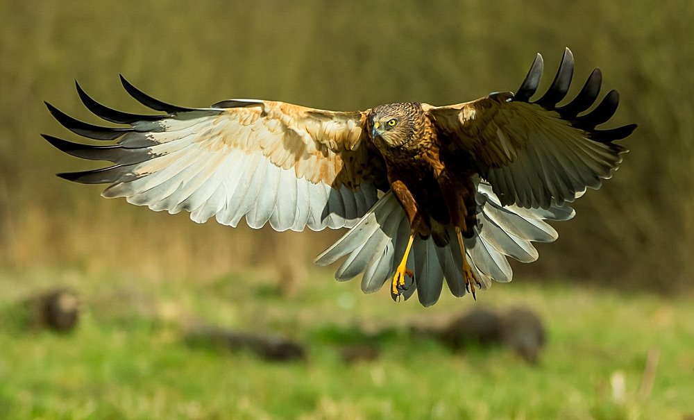 Photograph by Rafał Kowalik