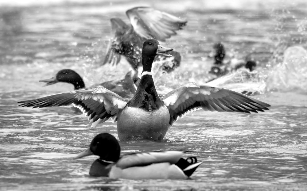 Photograph by Ксения Соварцева