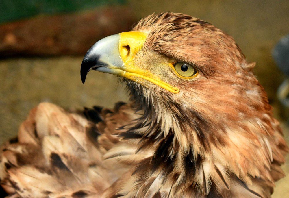 Photograph by Наталья Аржинт