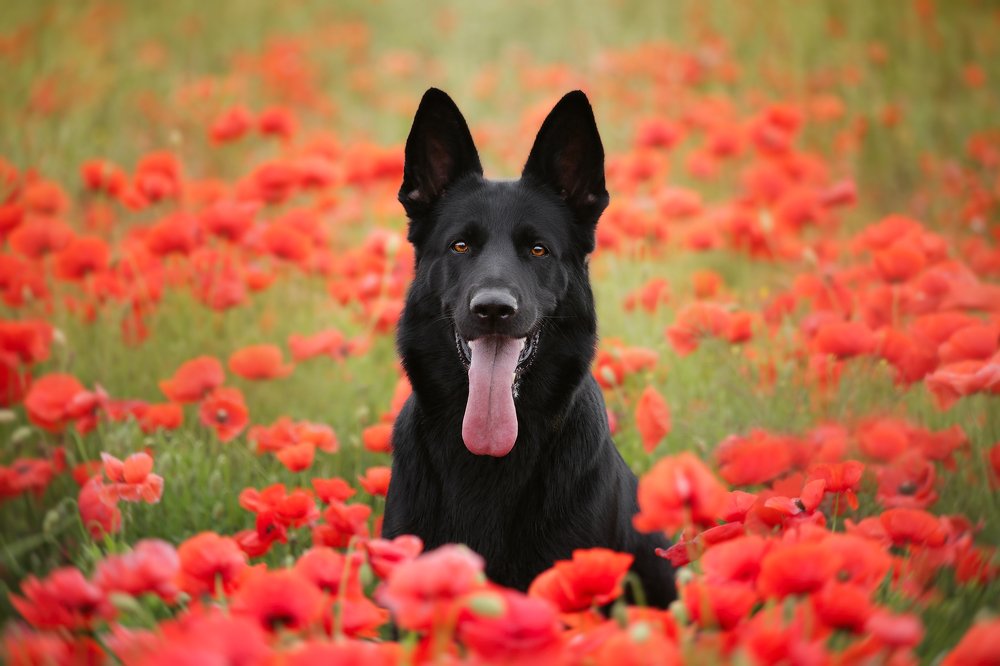 Photograph by Alona Landsman