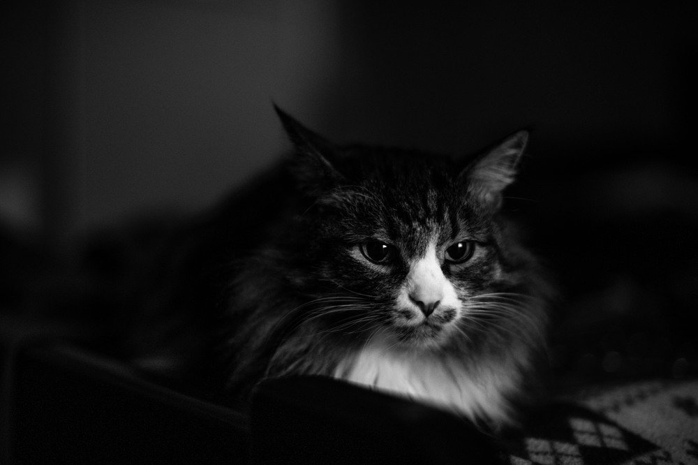 Серьезная Люсьен.