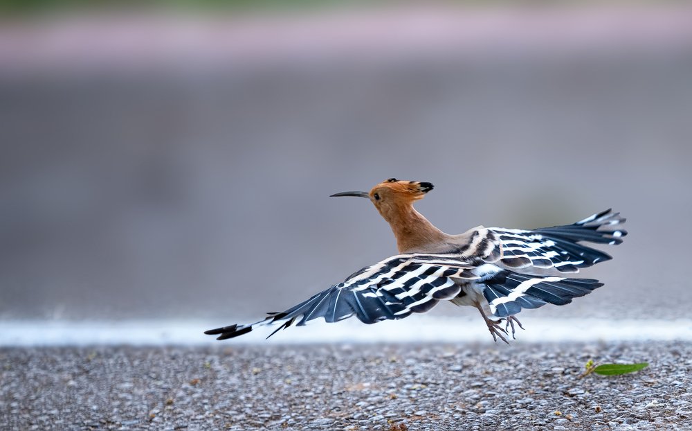 Photograph by Лея Лерер