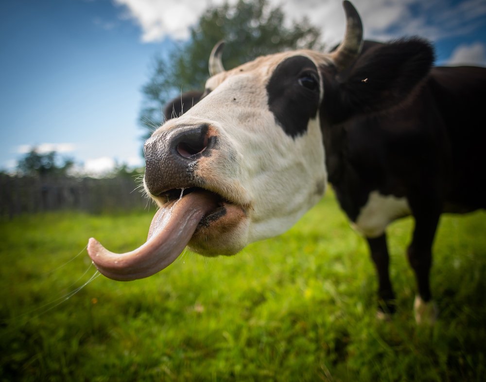 Photograph by Даркина Дарья