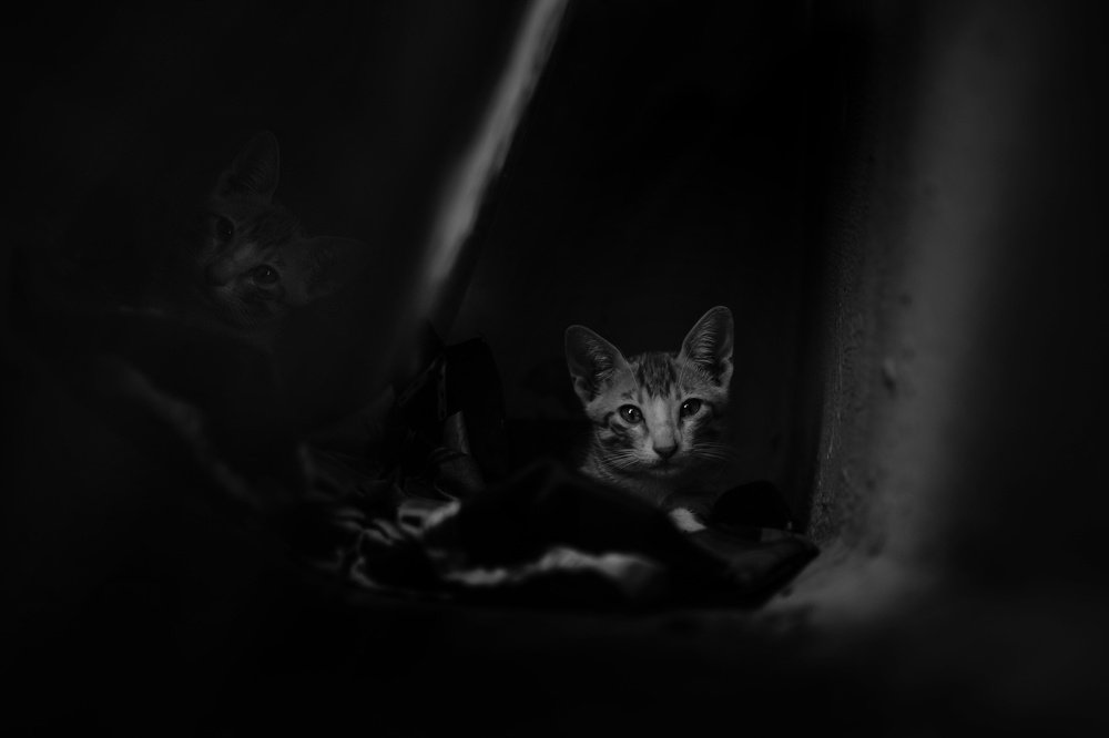 Photograph by Shubham