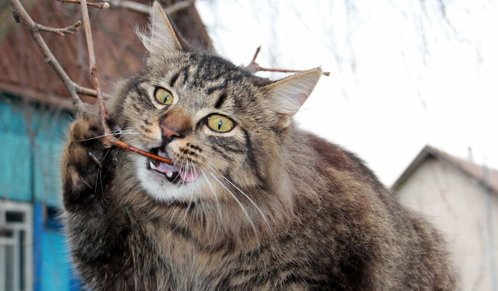 попробовать стать вегетарианцем