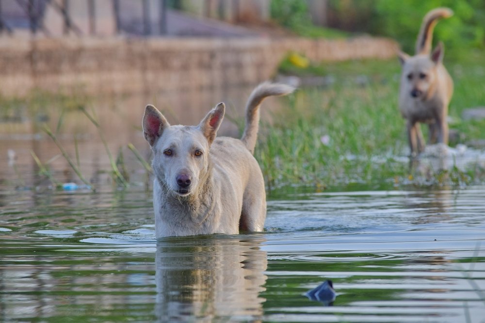 Photograph by Shubham