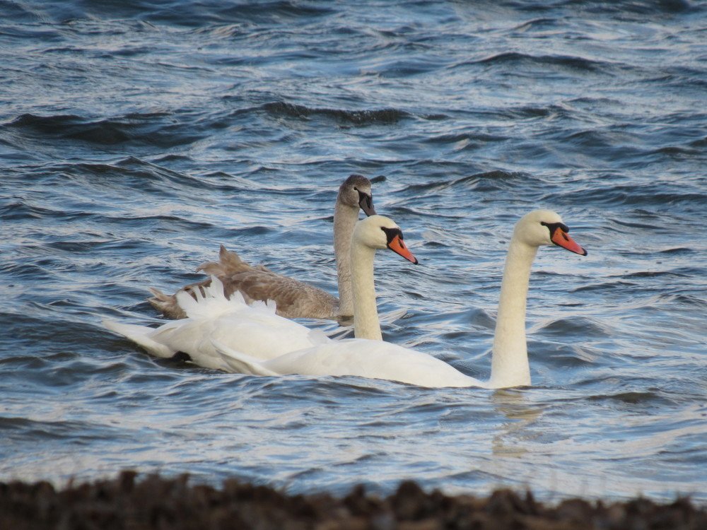 Photo #4967047
