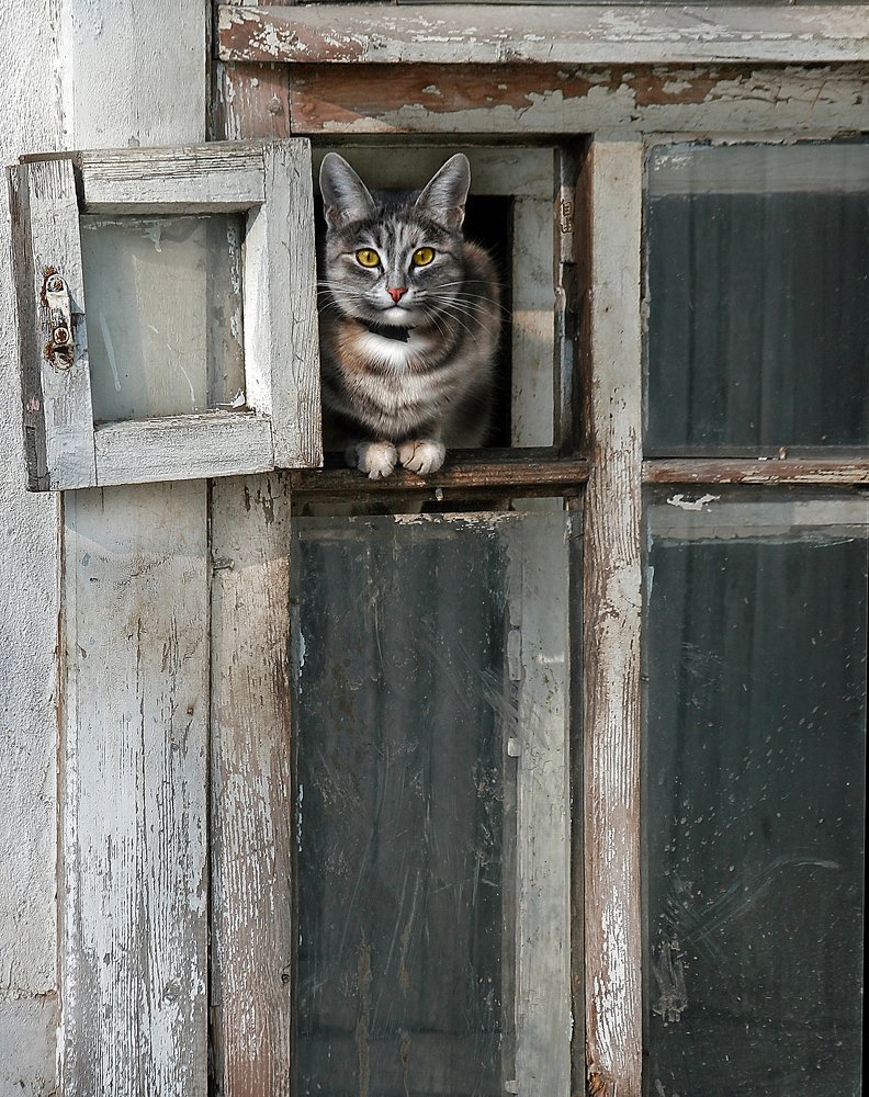 кошкаокошка*