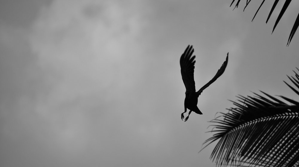 Photograph by Ajit Avabhrath