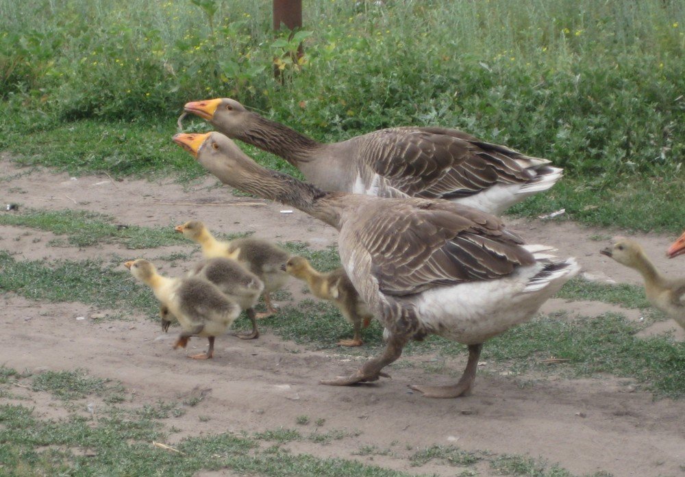 Photo #4967189