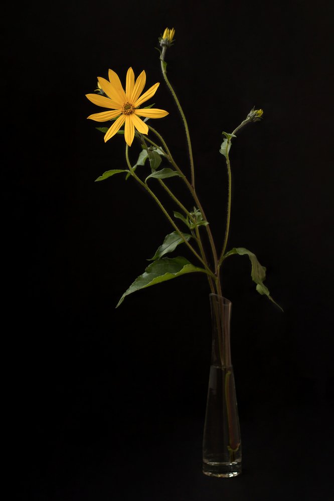 Фотография автора Елена Ельшина