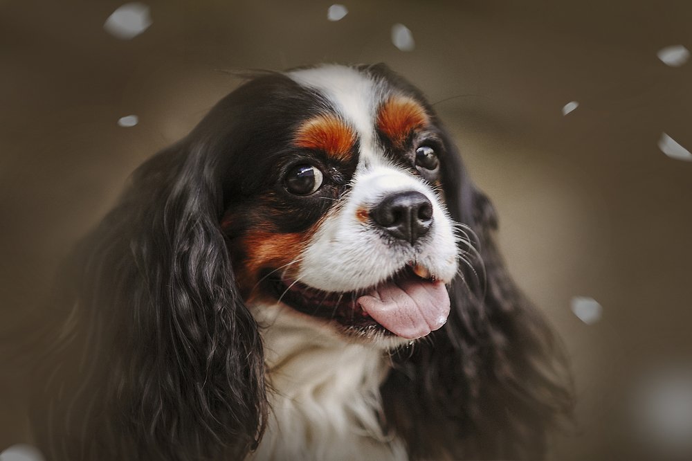 Photograph by Ксения Лысенкова