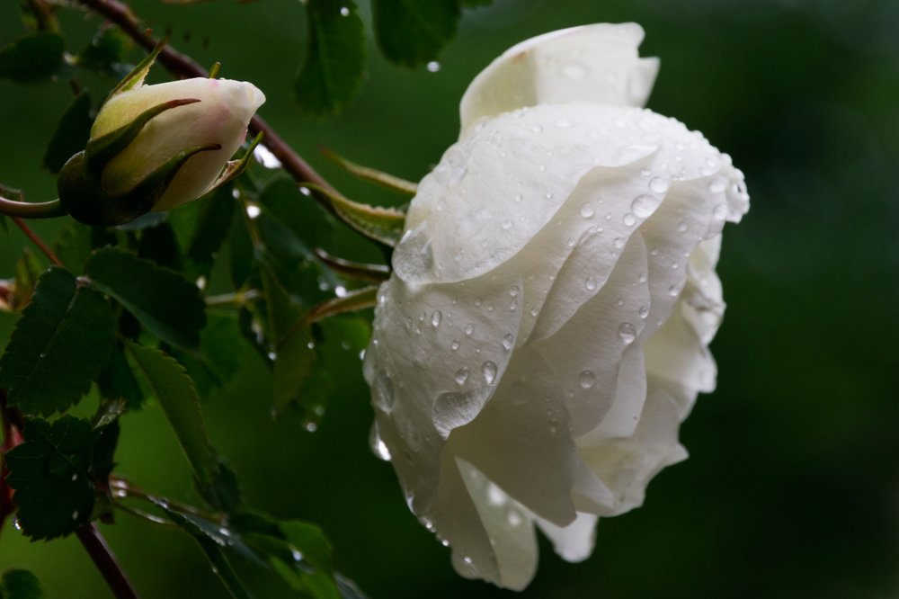 Photograph by Чеботарёва Валентина Петровна