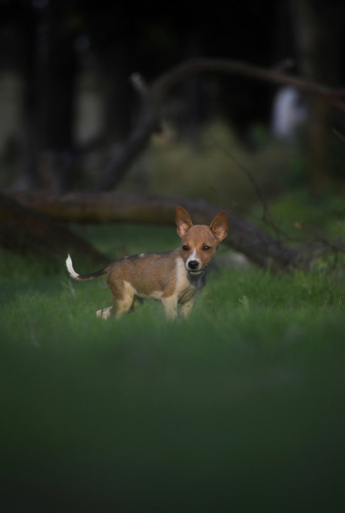 A evening full of cuteness