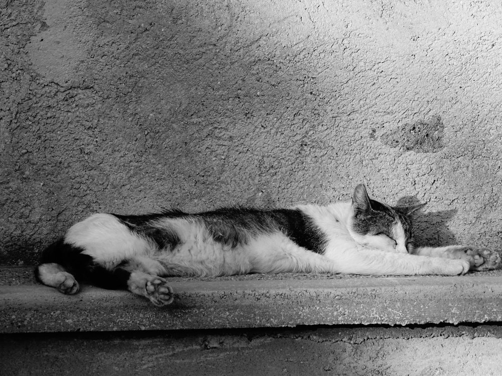 Фотография автора Remus Lucescu