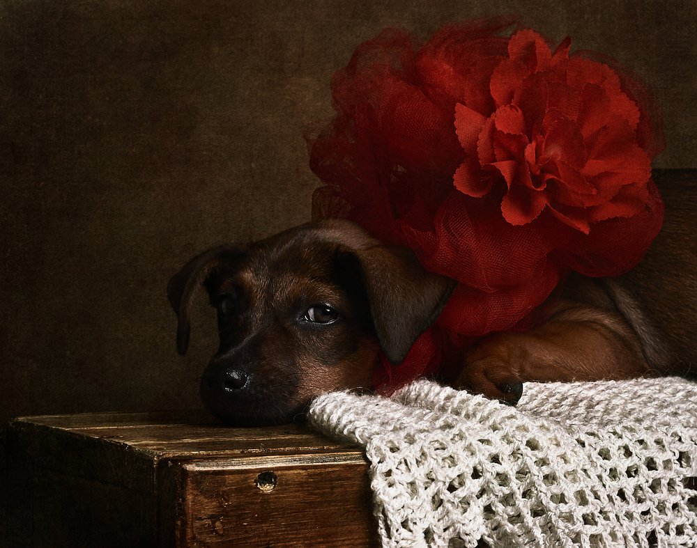 Photograph by Paola Massa