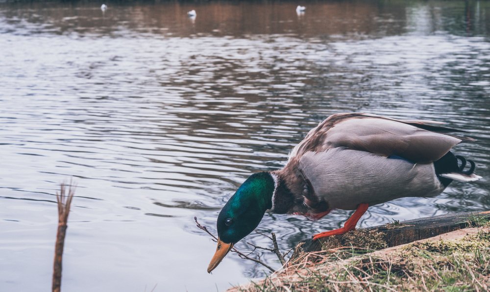 Фотография автора Nicole Sunshine Riddle