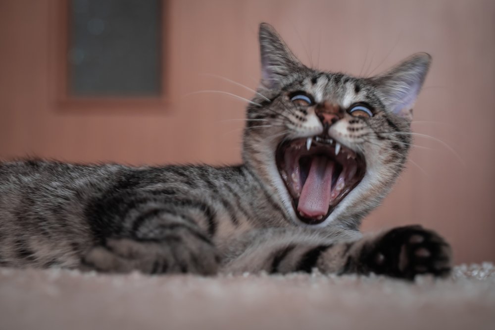 Photograph by Сергей Романченко