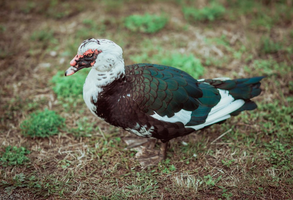 Фотография автора Диана Липкина