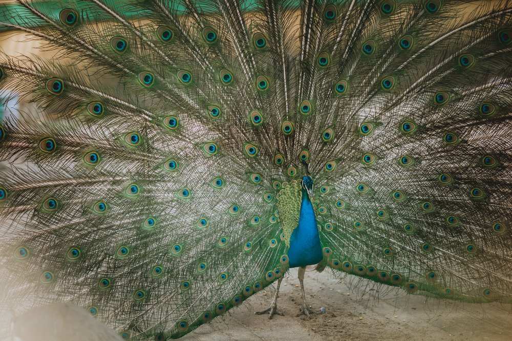 Фотография автора Диана Липкина