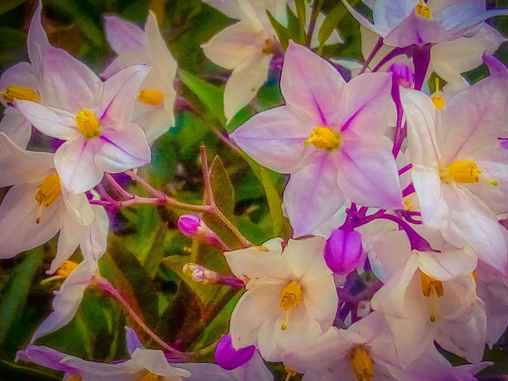 SOLANUM JASMINOIDES