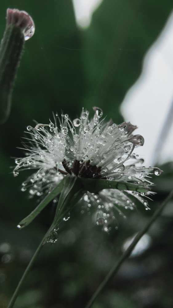 Photograph by Ajith Ramachandran