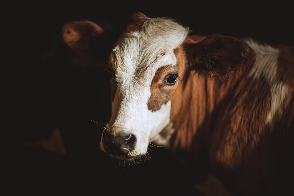 Фотография автора Диана Липкина