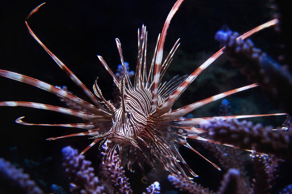 Photograph by Альт Эдуард