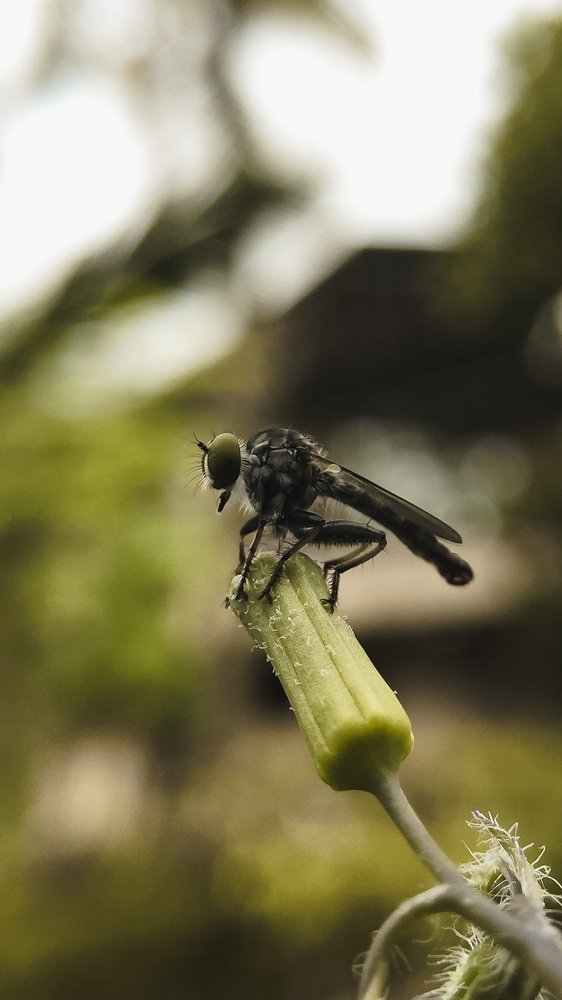 Photograph by Ajith Ramachandran