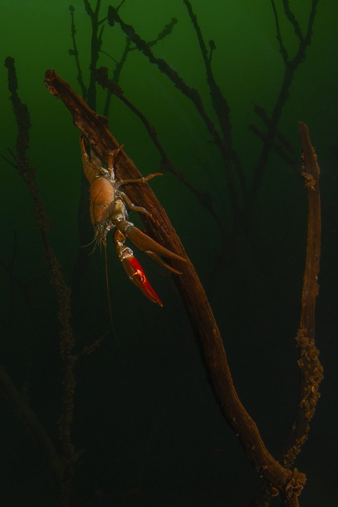 Фотография автора Евгения Кирпиченкова (Клипп)
