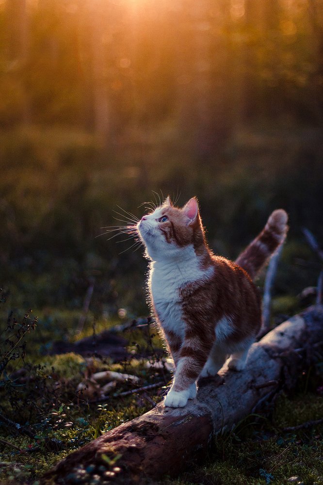 Photograph by Тимофей Шутов