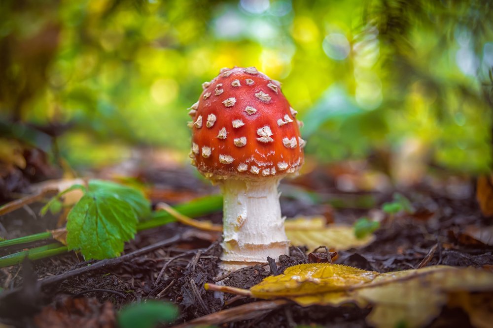 Красавец-мухомор