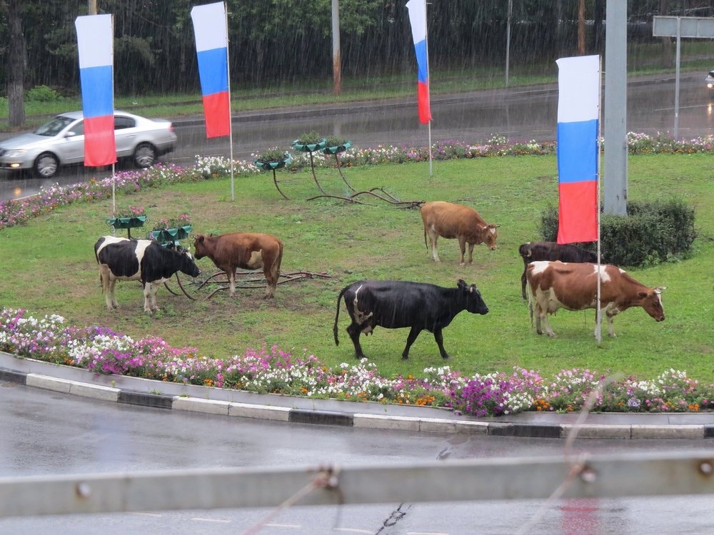 На лугу пасутся ко...