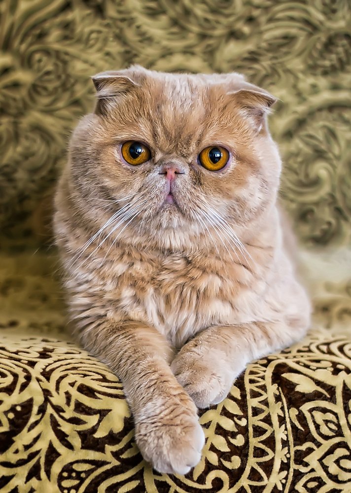 Максимилиан