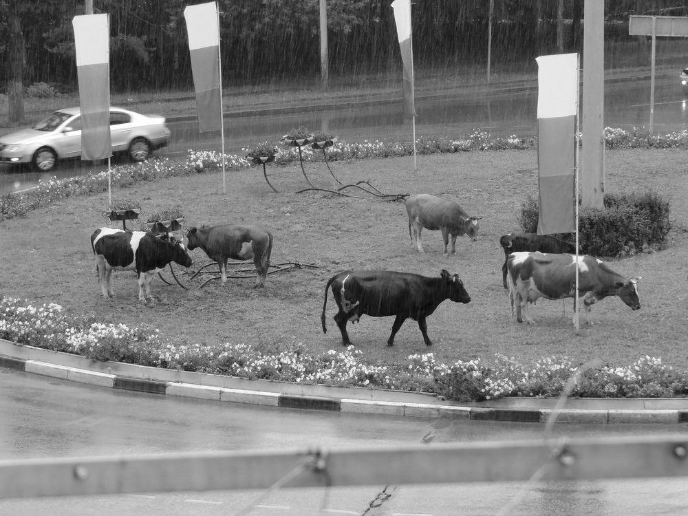 На лугу пасутся ко...