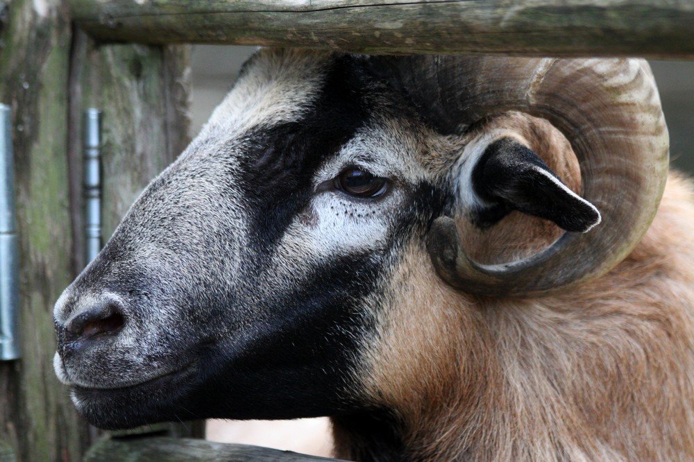 Photograph by Анастасия Солодкая