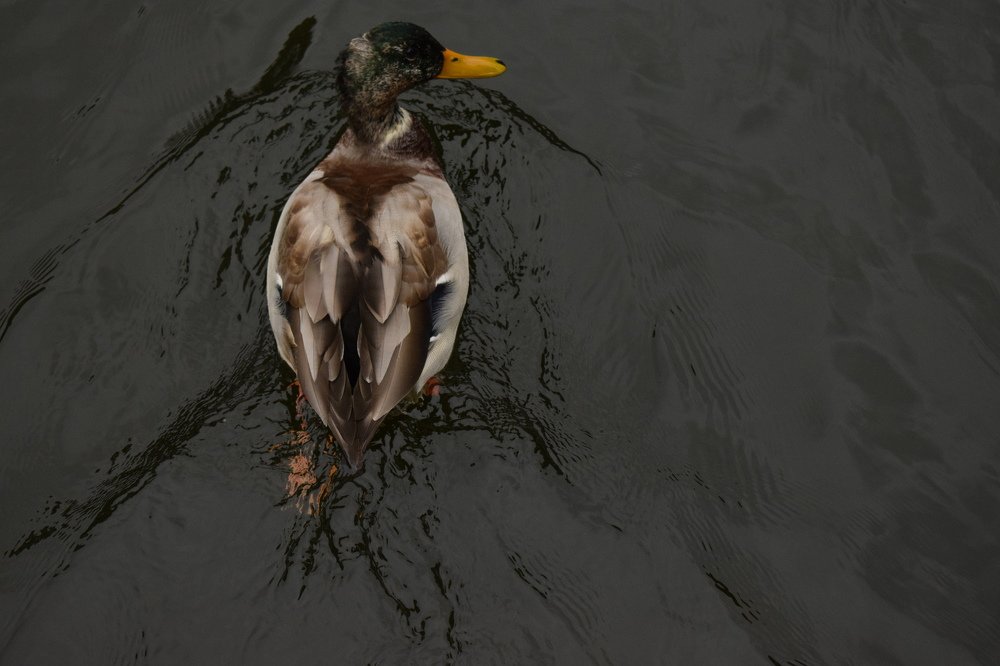 Photograph by Ekaterina