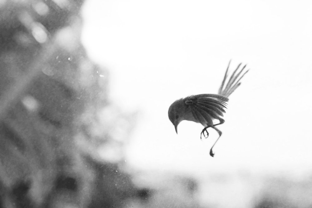 Falling bird / Падающая птица