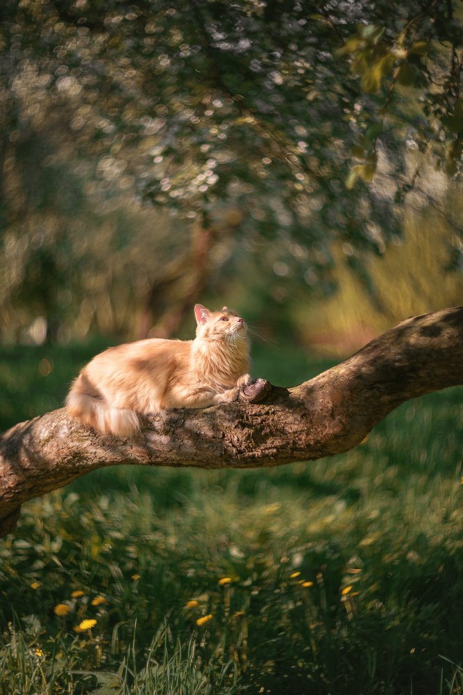 Фотография автора Анастасия Мазурева