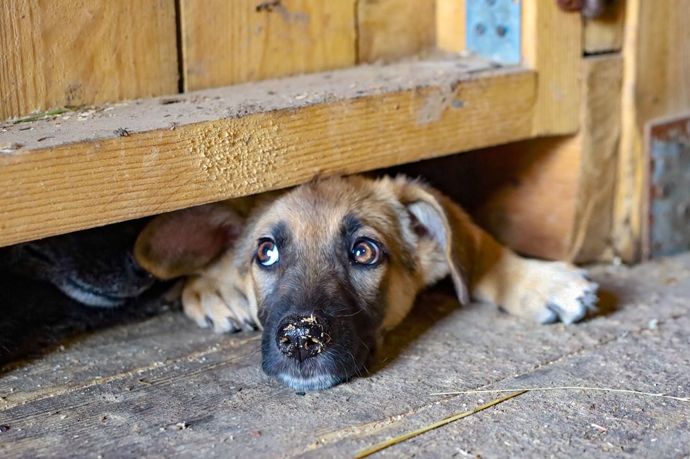 Photograph by Светлана Ерохина