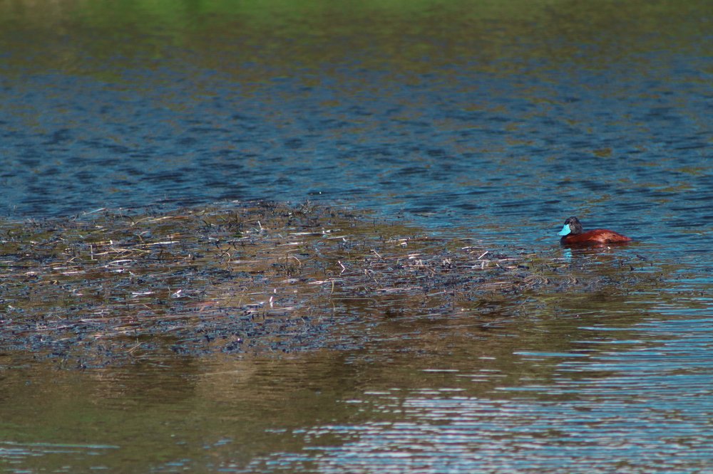 Photo #4968045