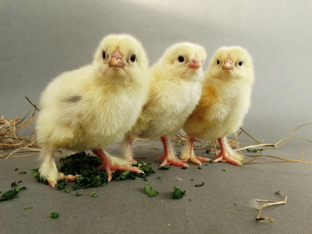Цыплятки