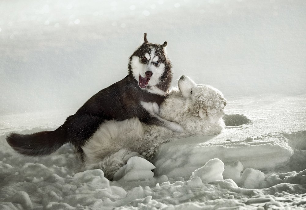 Фотография автора Александр Поляков