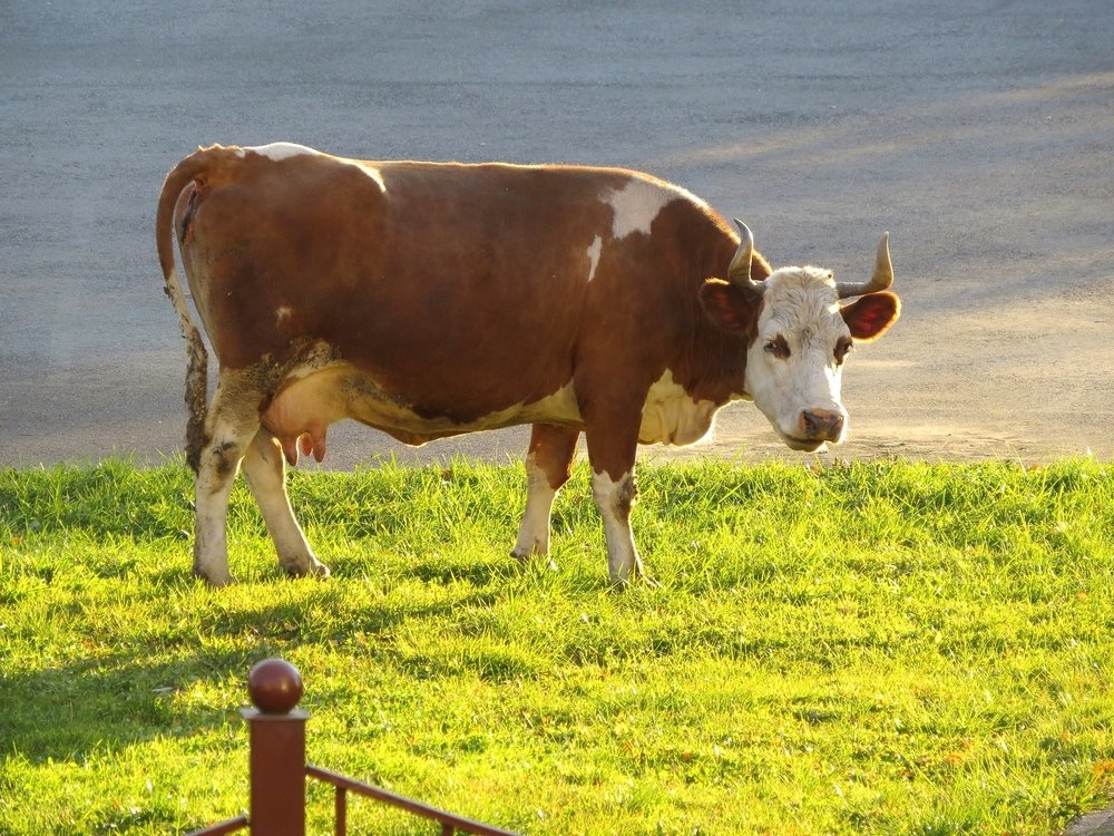 Photograph by Елена Лапина